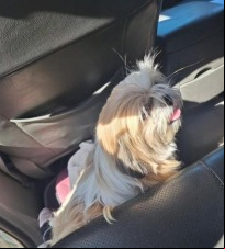 Notícia - Mulher é presa acusada de furtar cão em Sombrio