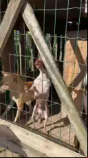 Notícia - Maus tratos: Cães pinscher são resgatados de galinheiro suspenso 