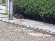 Foto: Divulgação/ Decom